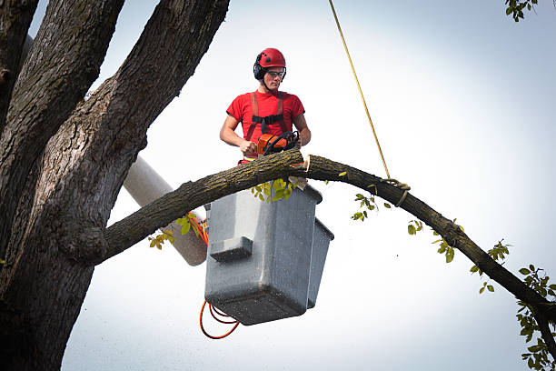 Best Tree Preservation Services  in Zeeland, MI