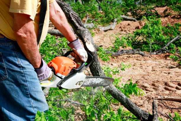 Best Tree Maintenance Programs  in Zeeland, MI